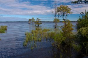 Great Lake in the Croatan National Forest