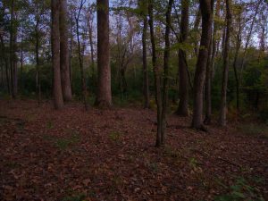 Woods at dusk