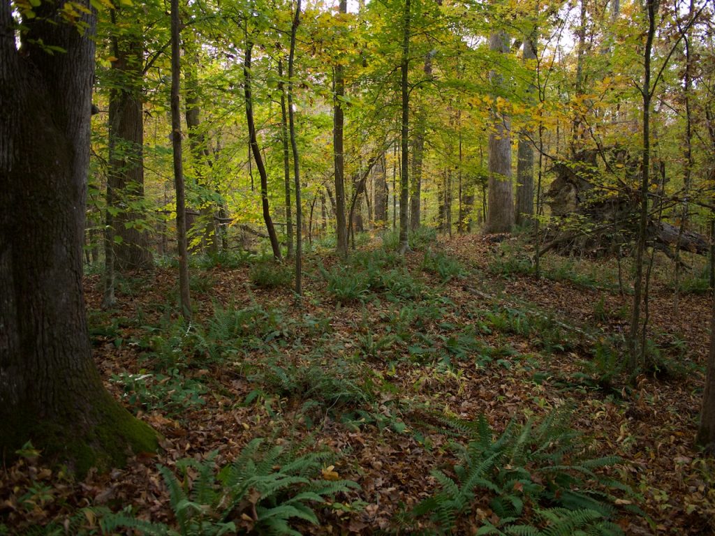 Morning in the Croatan National Forest