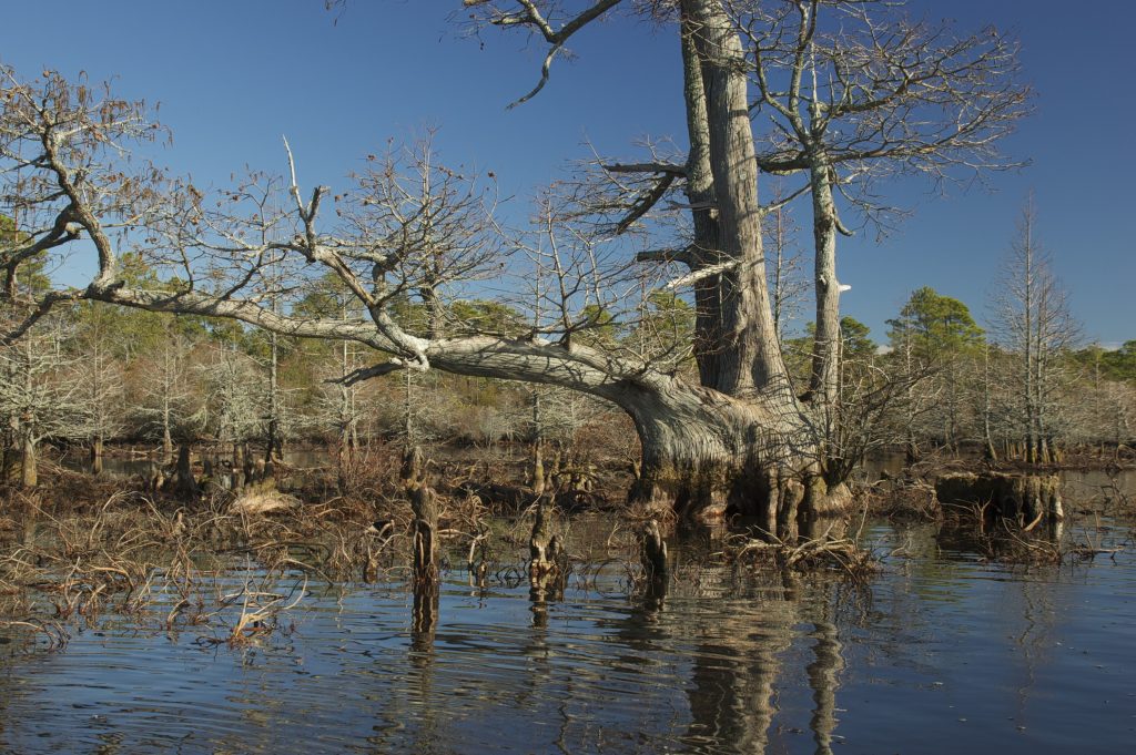 Ancient Cypress Tree on Great Lake