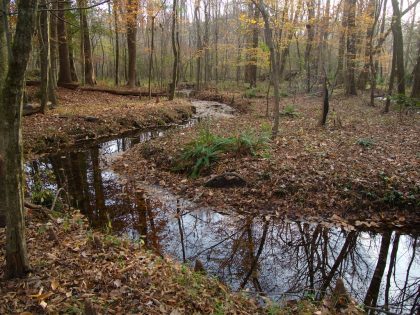 A feeder stream into Holsten Creek