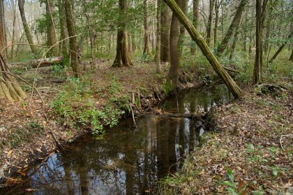 a stream in the forest; tributary of Holsten Creek