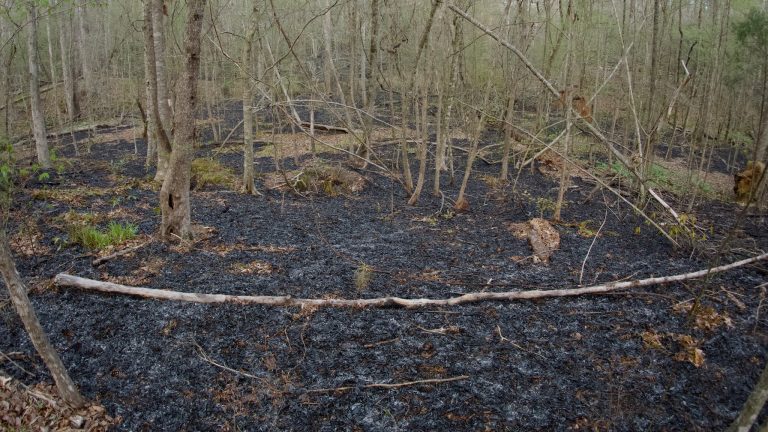 South Side Trail, After the Burn