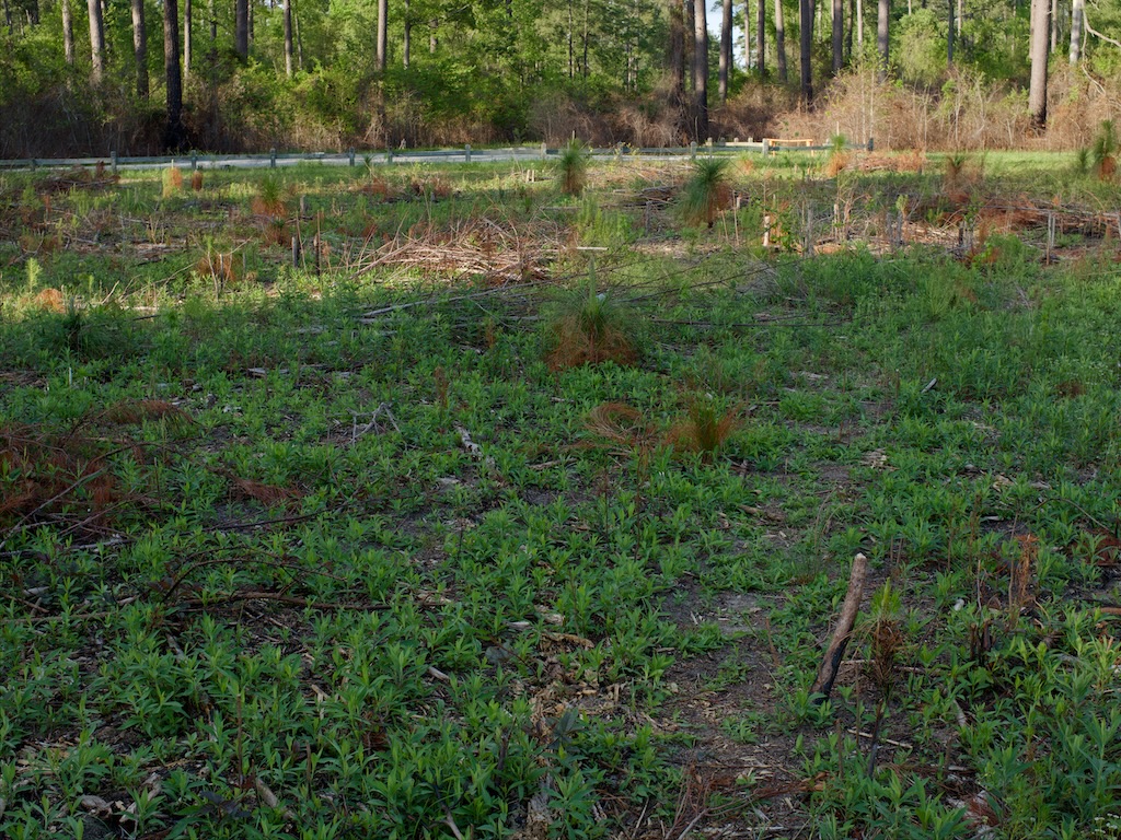 trail from Hillfield parking area