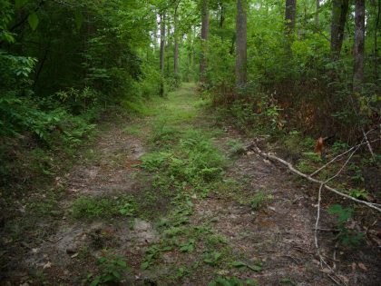 Firebreak road, Weetock Trail, Croatan National Forest