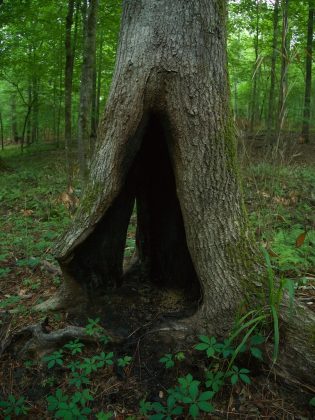 Hollow tree in the forest