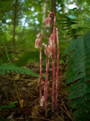 Monotropa Hypopitys, Pinesap, Dutchman's Pipe, pink plant