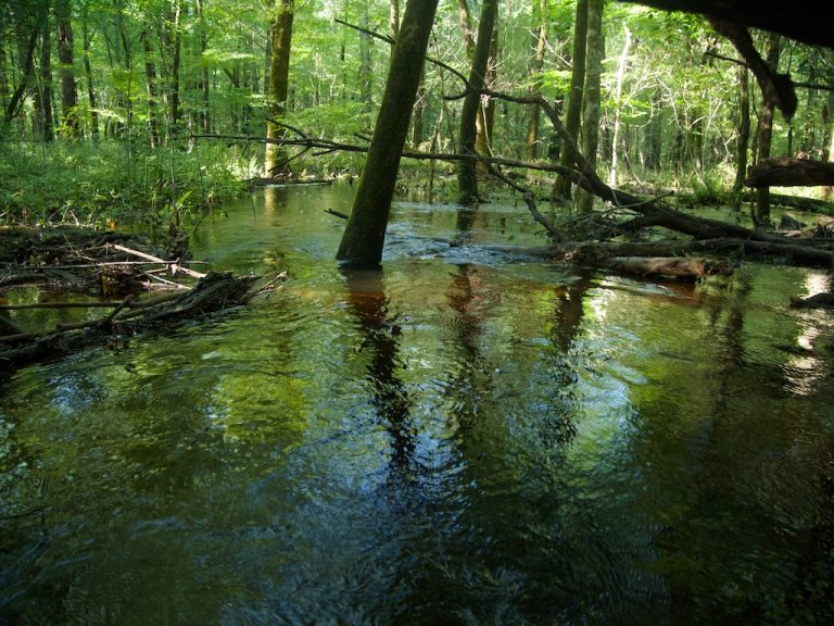 Holsten Creek After the Tropical Depression