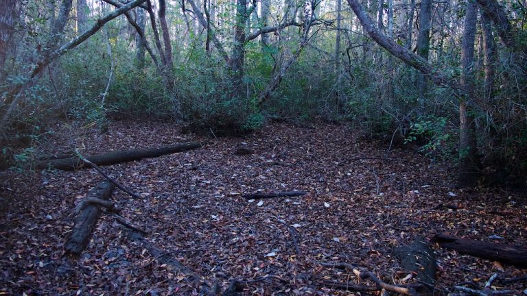 A Walk Through a Dry Swamp